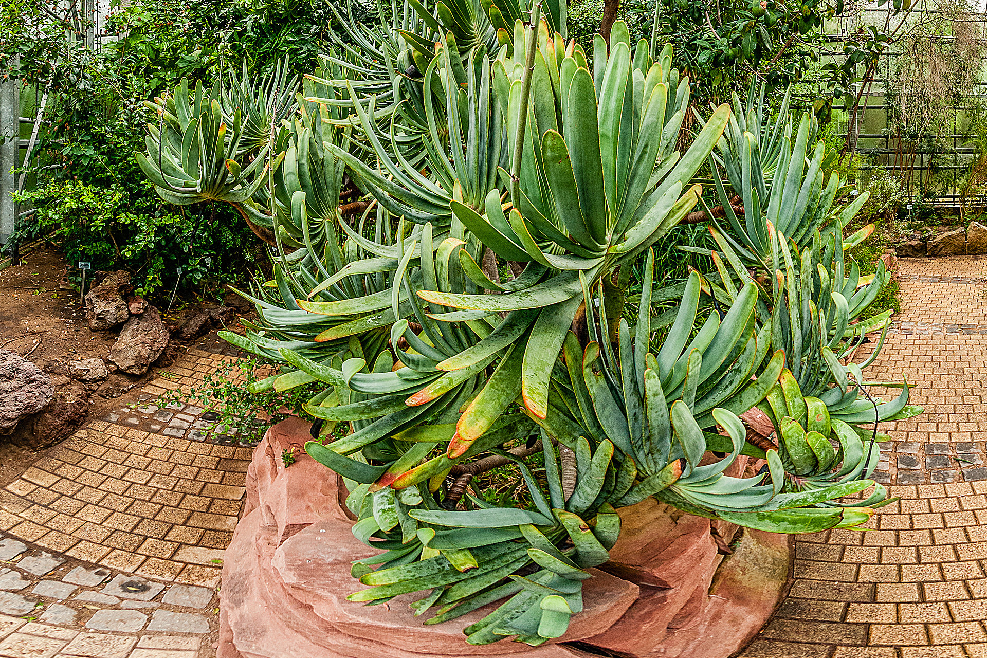 Aloe plicatilis Botanische Gärten mit folgenden Pflanzensammlungen
