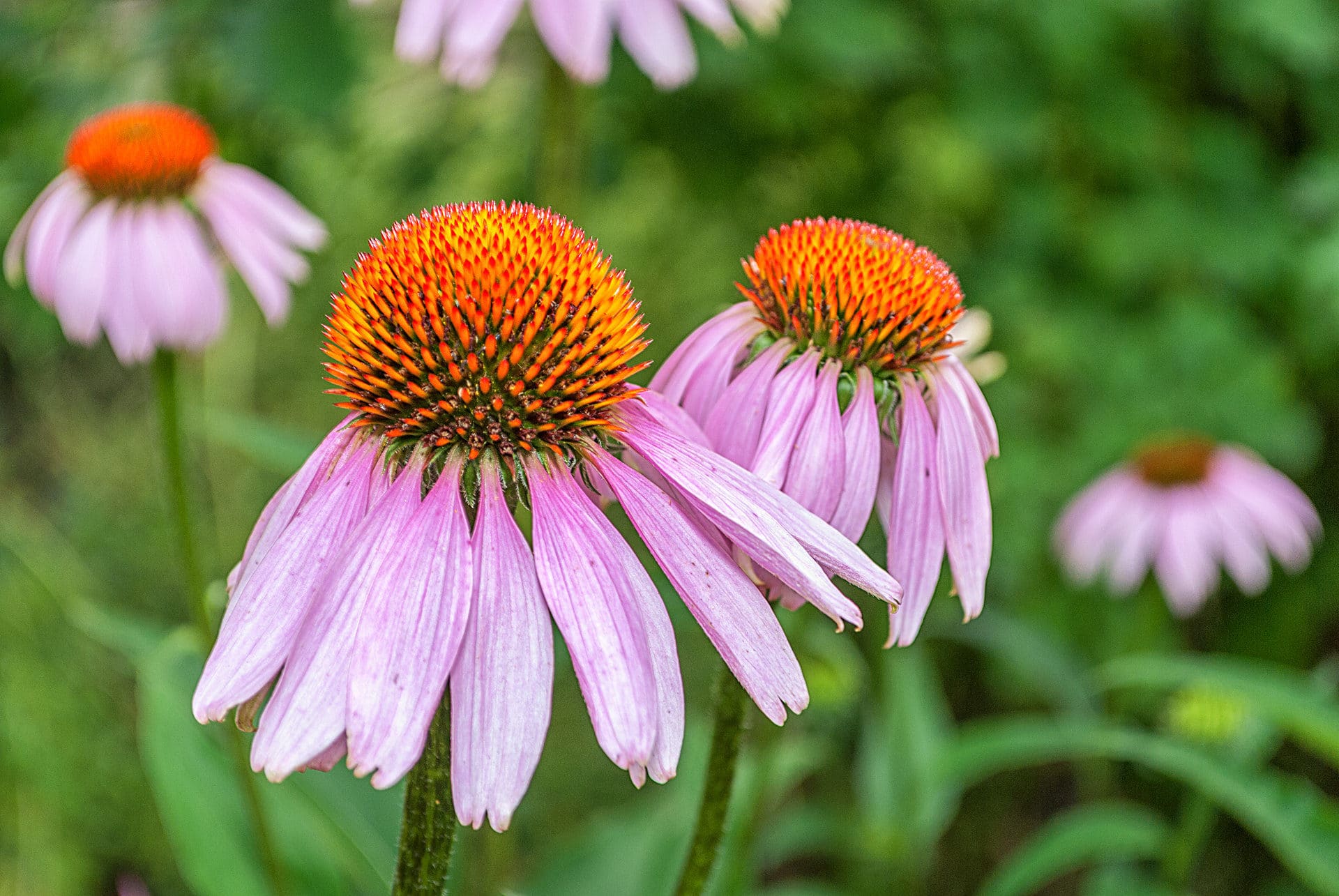 Luisenpark Mannheim - Fotos - Botanischer Garten