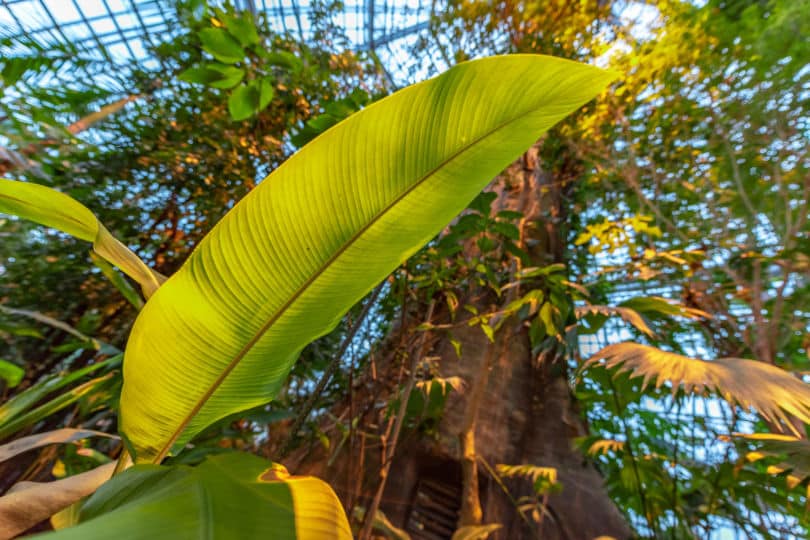 Botanischer Garten und Botanisches Museum Berlin-Dahlem