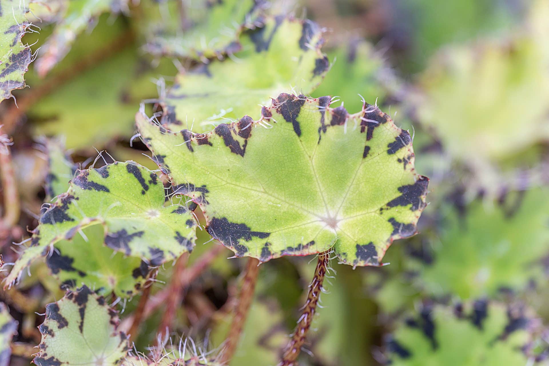 Botanischer Garten Darmstadt - Gewächshäuser - Fotos ...