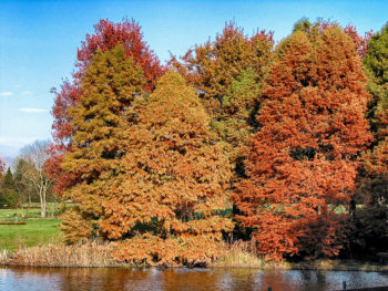 Botanischer Garten Hamburg