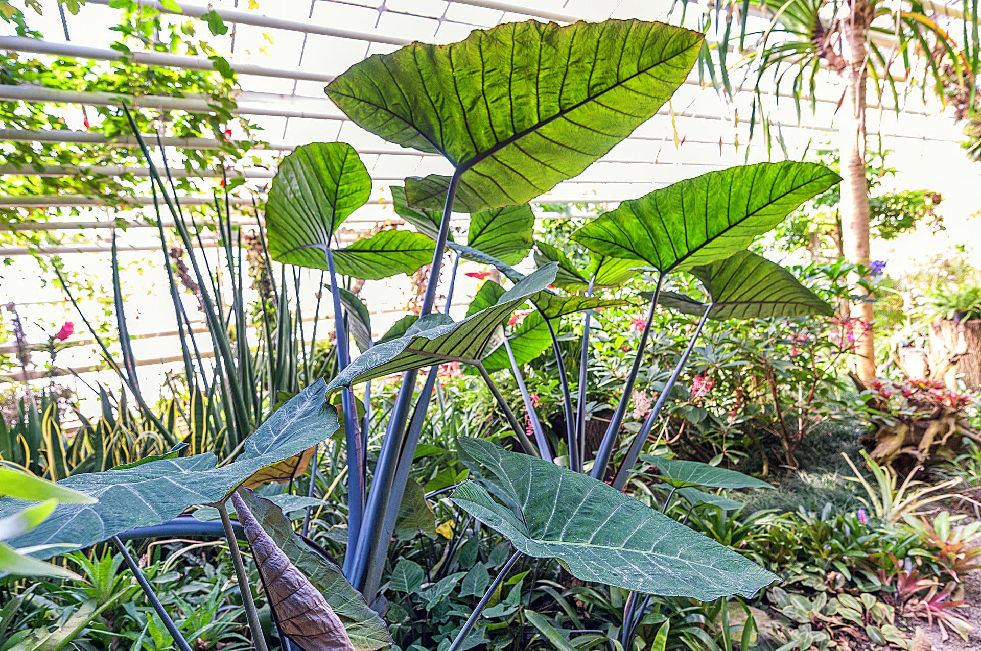 Botanischer Garten Karlsruhe Fotos Botanischer Garten
