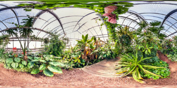 Botanischer Garten Mainz - Gewächshaus Unterwuchs tropischer Wälder