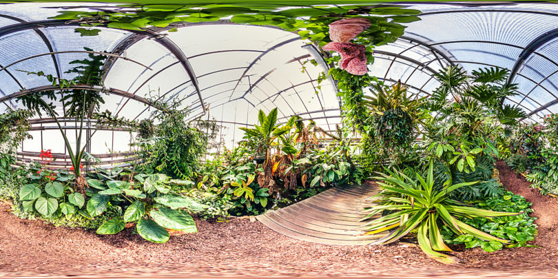 Botanischer Garten Mainz - Gewächshaus Unterwuchs tropischer Wälder