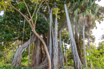 Botanischer Garten in Puerto de la Cruz auf Teneriffa