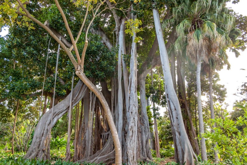 200 Jahre alte Würgefeige im Botanischer Garten in Puerto de la Cruz auf Teneriffa