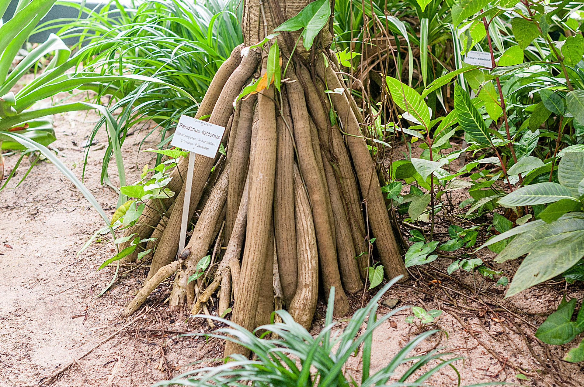 Botanischer Garten Würzburg - Tropenschauhaus ...