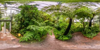 Bergnebelwald - Gewächhaus im botanischen Garten Würzburg