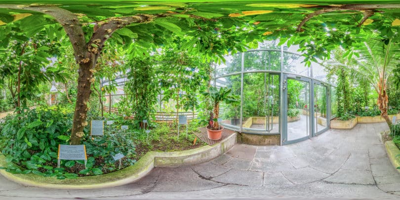 Botanischer Garten Würzburg -Tropische und subtropische Nutzpflanzen