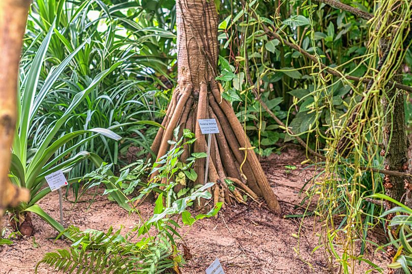 Mangroven im Botanischen Garten Würzburg - Tropenschauhaus Tieflandregenwald