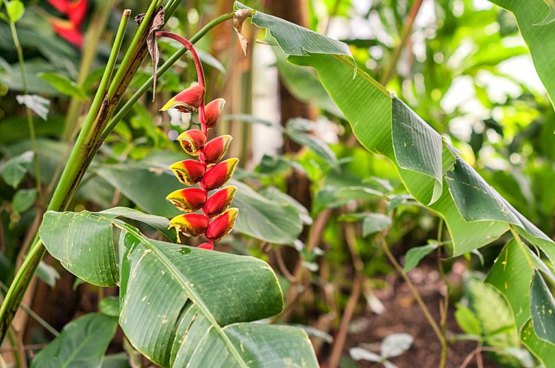 Bücher zu botanischen Gärten