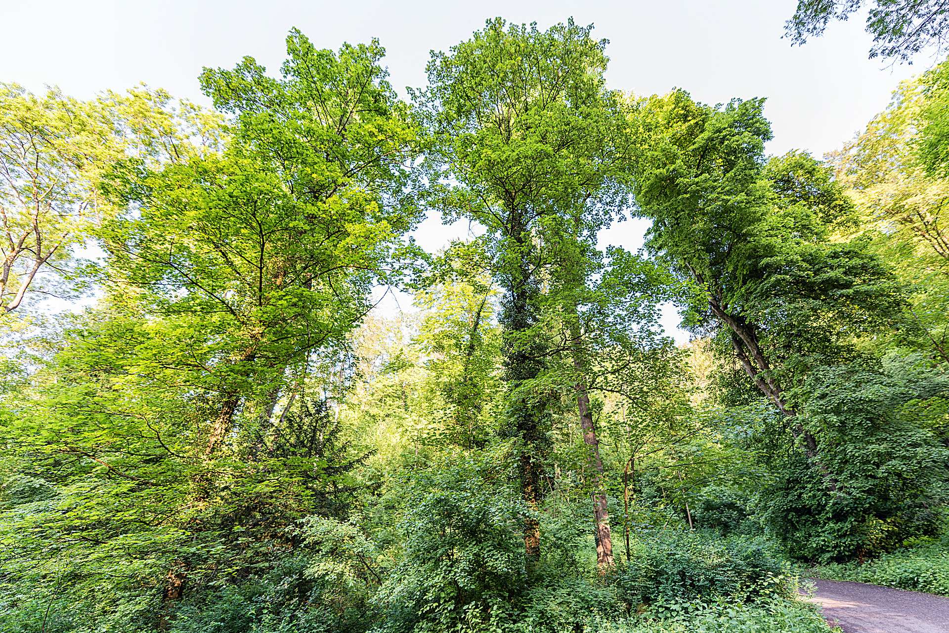Weinheim Botanische Garten In Weinheim