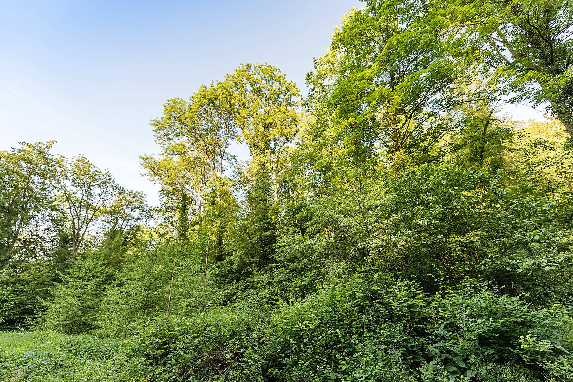 Weinheim Botanische Garten In Weinheim