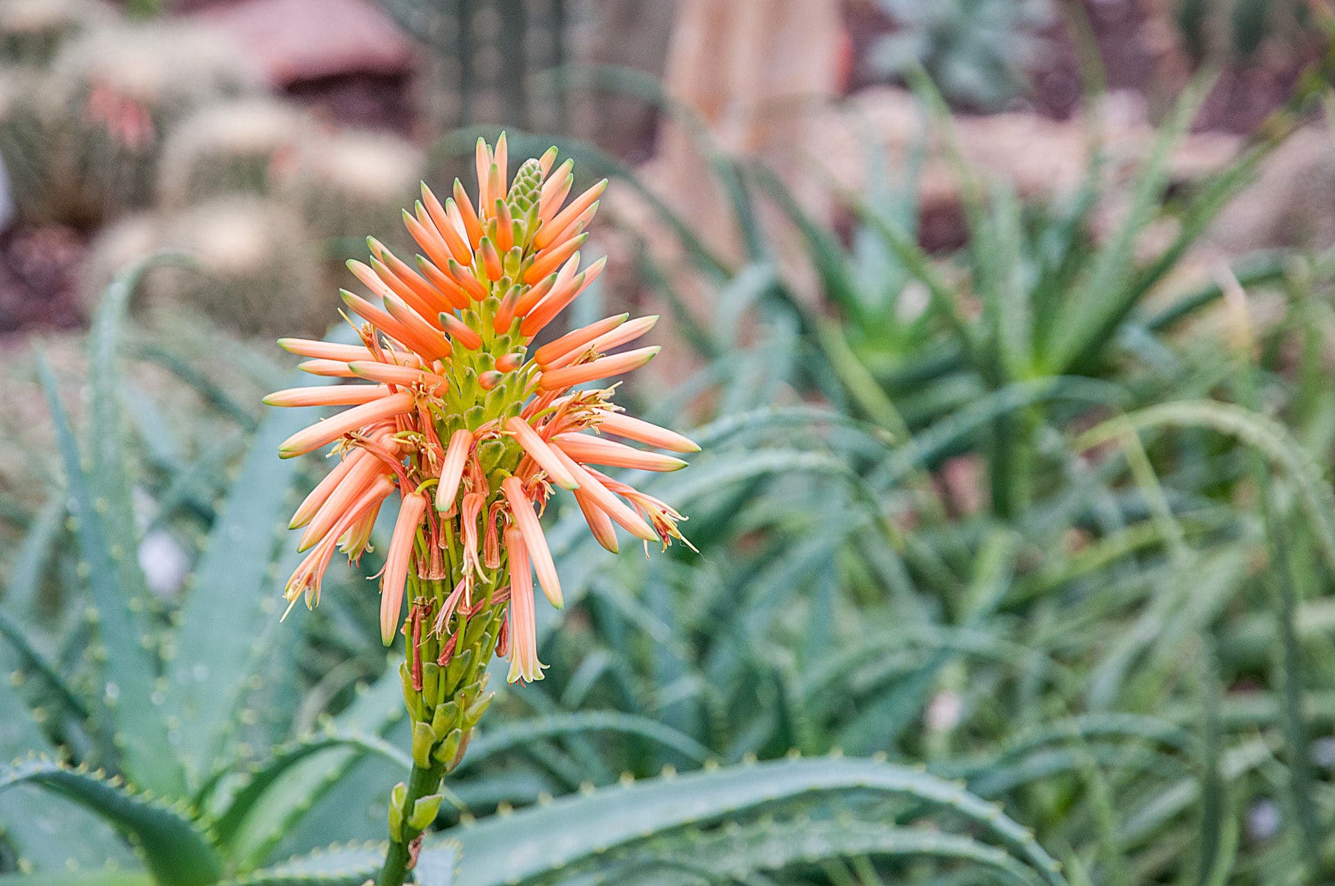 Luisenpark Mannheim - Fotos - Botanischer Garten