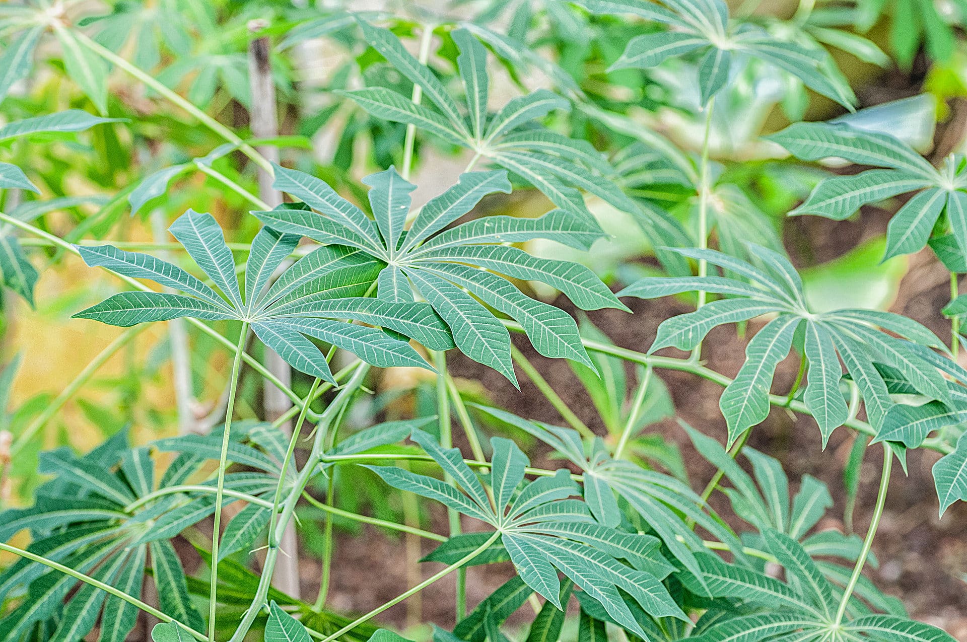 Botanischer Garten Mainz - Fotos - Botanischer Garten