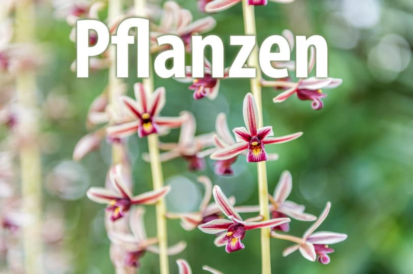 Pflanzen - (hier: Cymbidium-finlaysonianum)