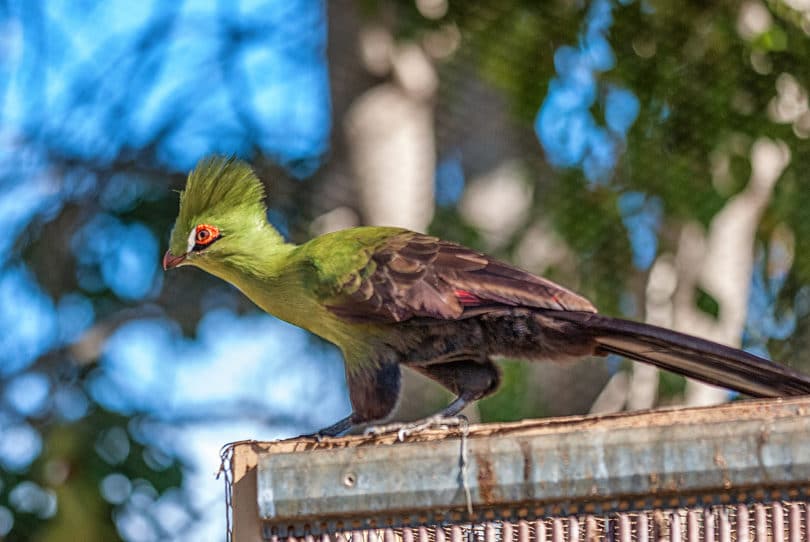 Vogelpark La Palma - El Paso