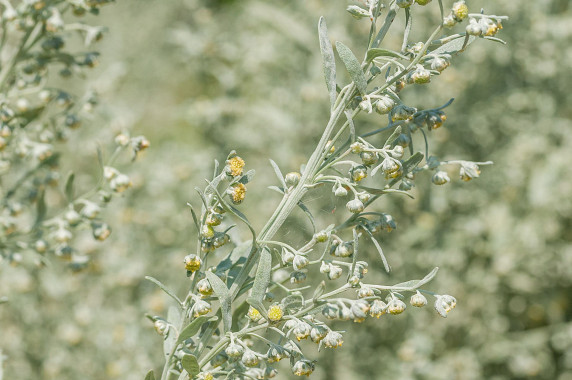 Artemisia absinthum - Wermut