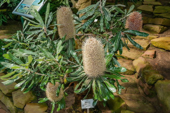 Banksia-serrata
