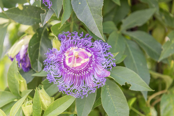 Botanischer Garten Erlangen - Passionsblume im Freiland
