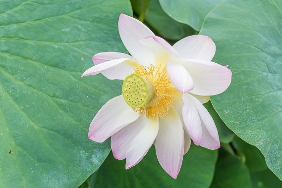 Botanischer Garten Erlangen - Lotusblume