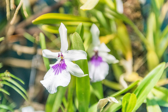 Botanischer Garten Erlangen - Orchideen in der Vitrine