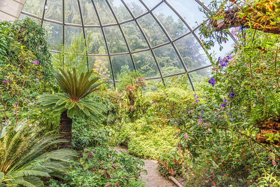 Botanischer Garten Zürich - Tropenhaus Tropischer Bergwald