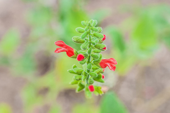 Salvia-grewiifolia